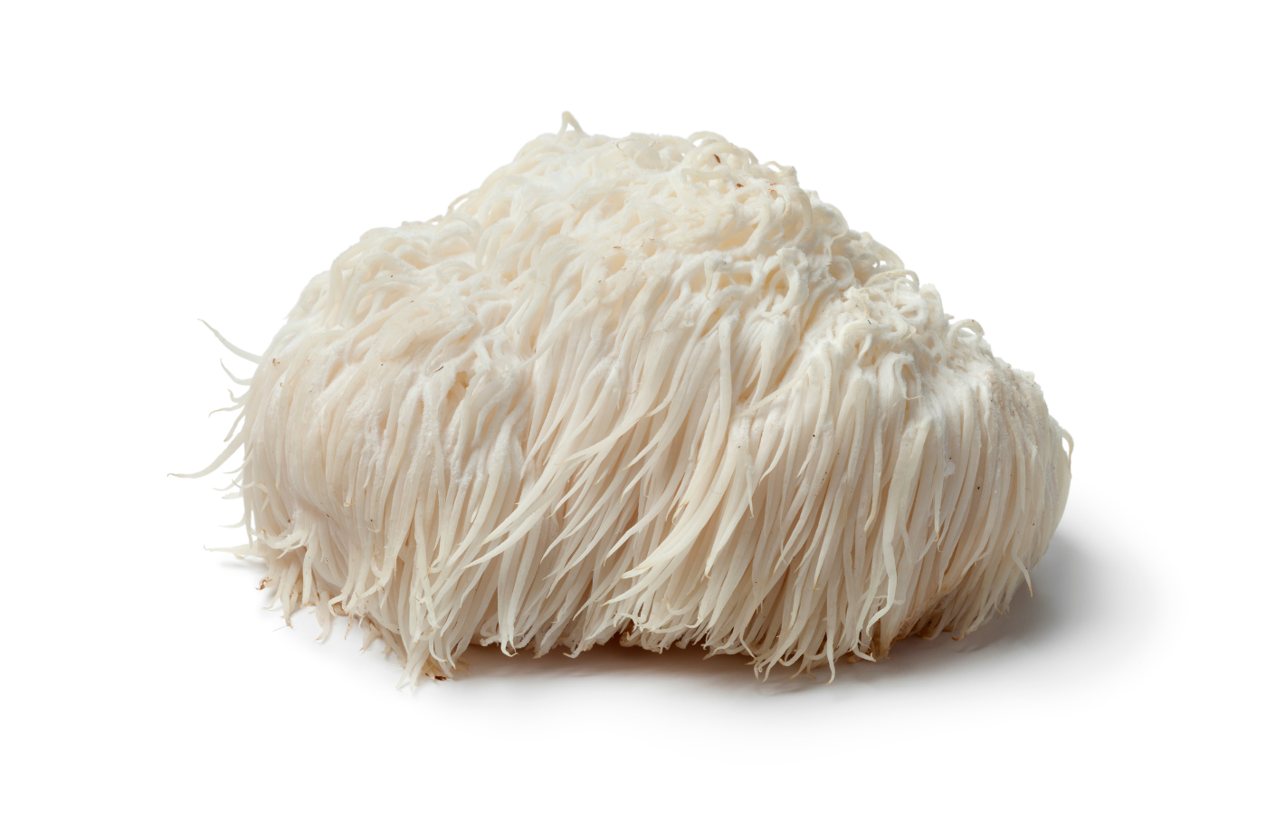 Lions mane mushroom image