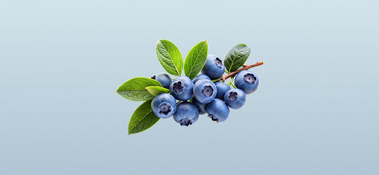 American Blueberries