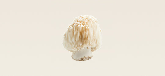 Lion's Mane Mushroom