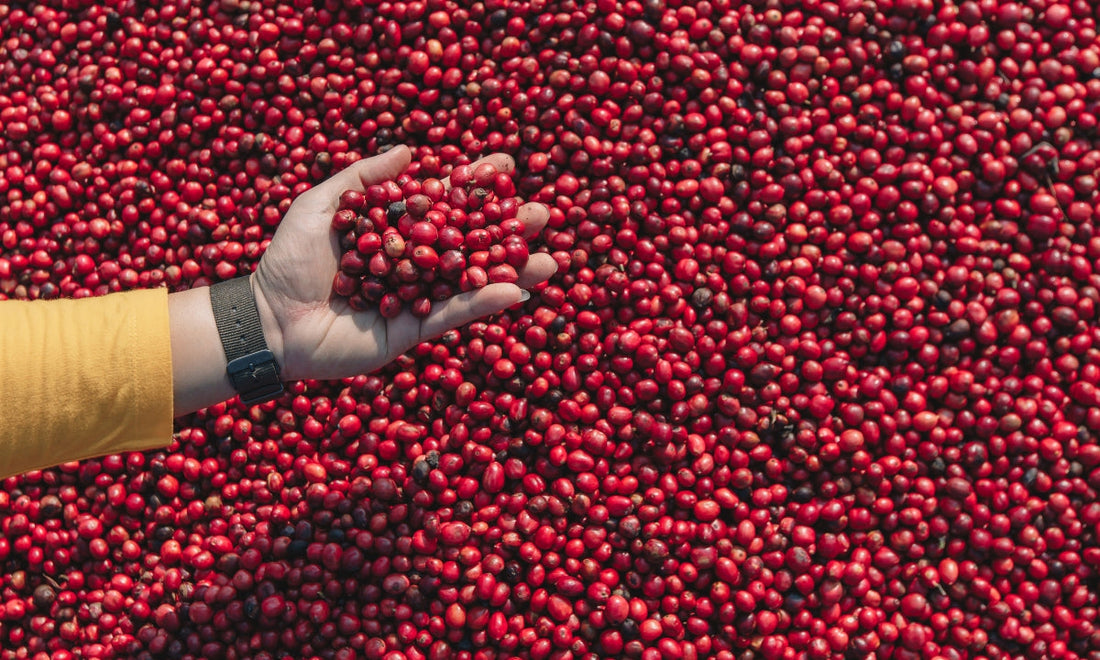 All About Altitude: Why Elevation Is Key To Quality Coffee