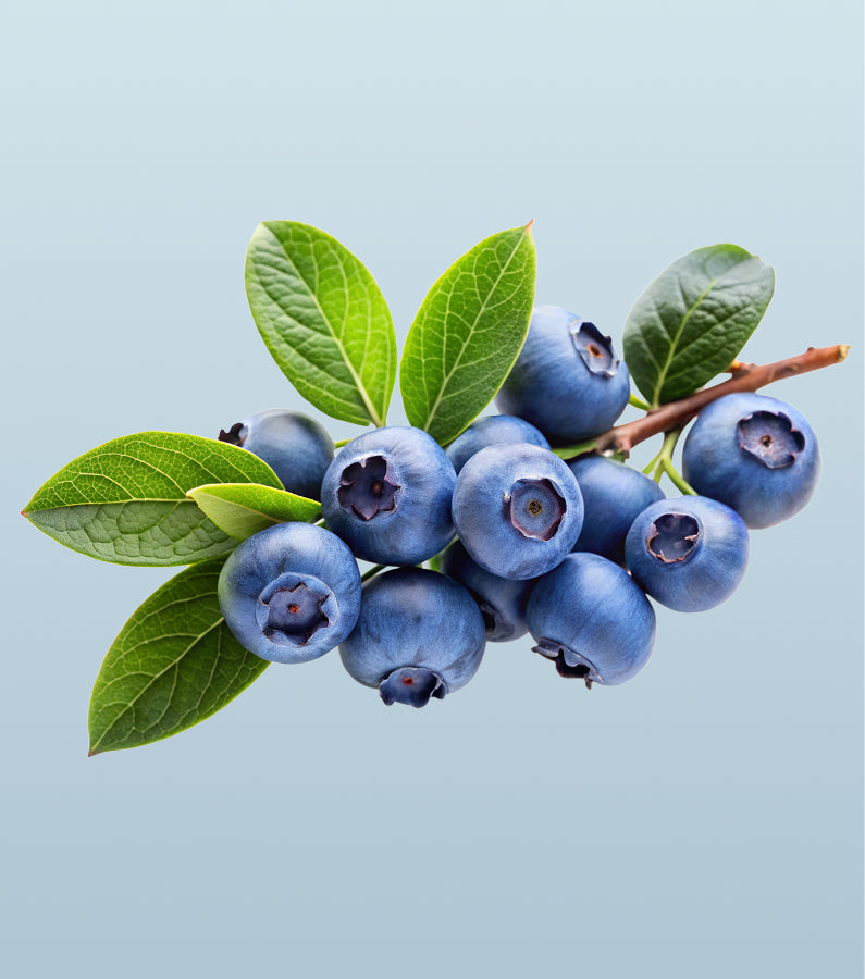 American Blueberries