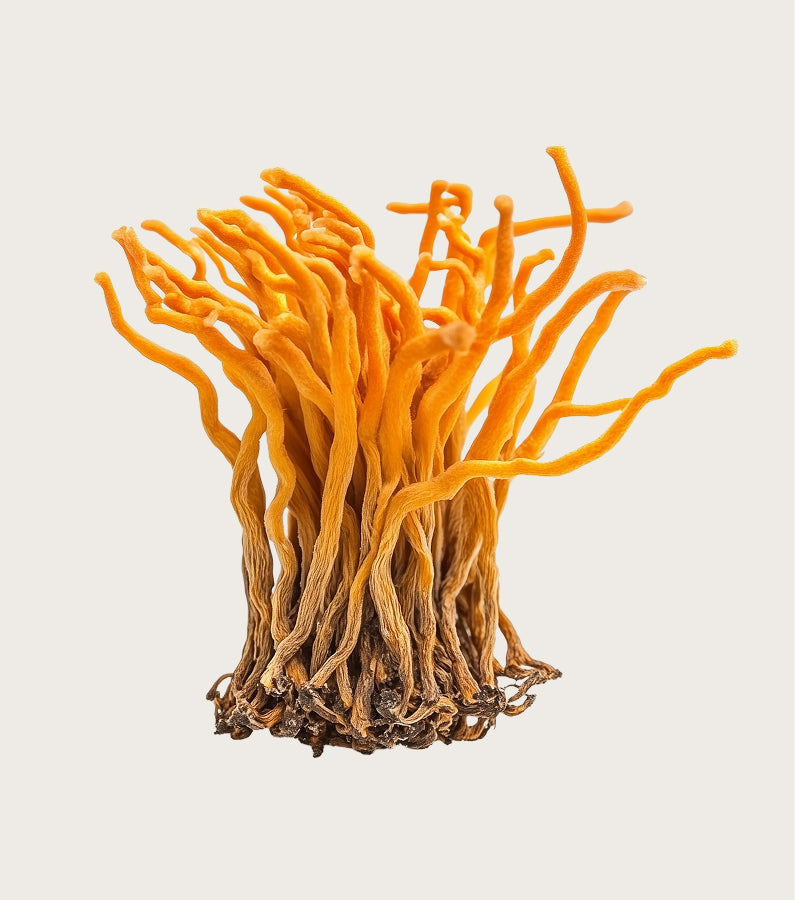 Cordyceps