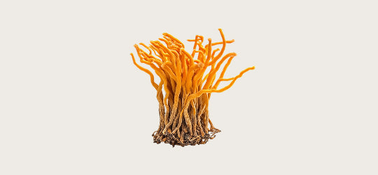 Cordyceps