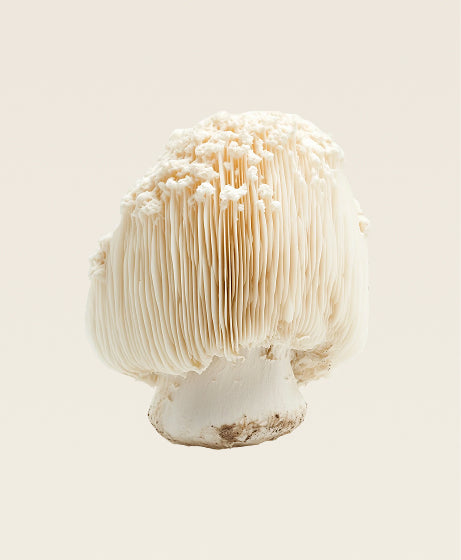 Lion's Mane Mushroom